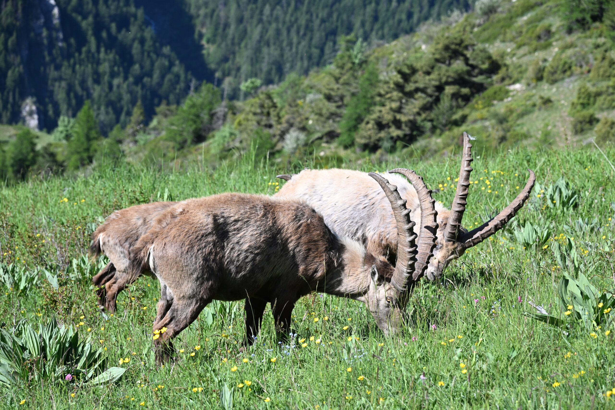 Bouquetins Col de Cloche Pra Loup