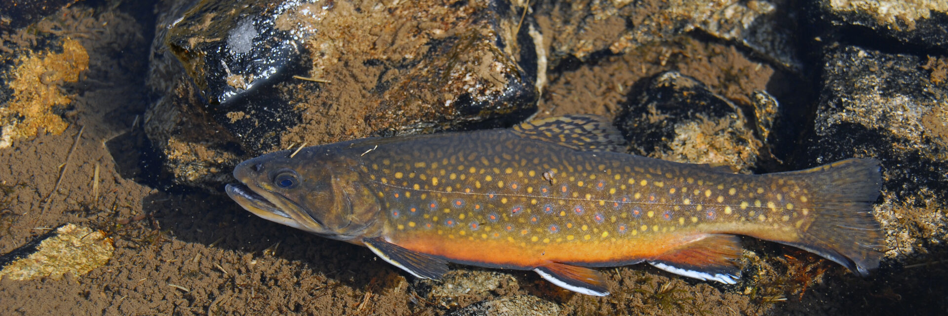 Pêche à Pra Loup, Ubaye, truite