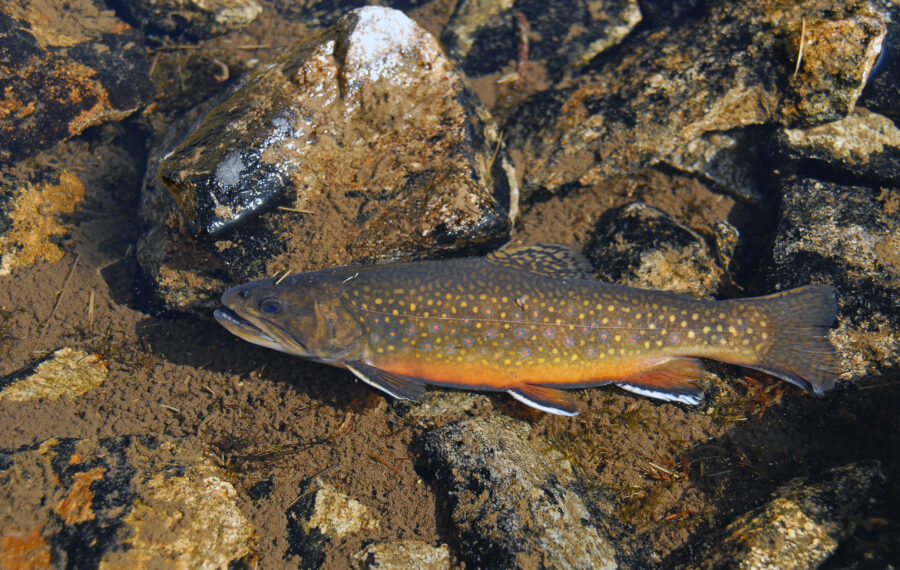 Pêche à Pra Loup, Ubaye, truite