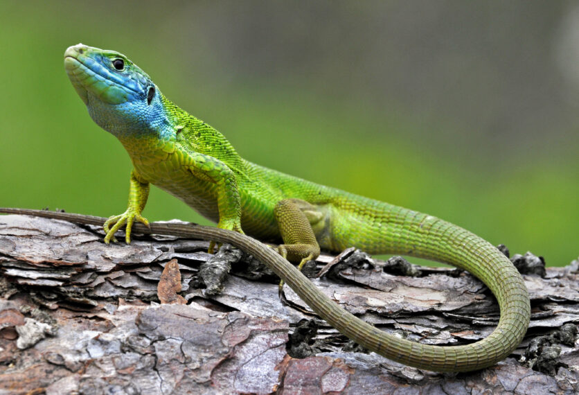 Lézard vert faune sauvage Ubaye Mercantour Pra Loup