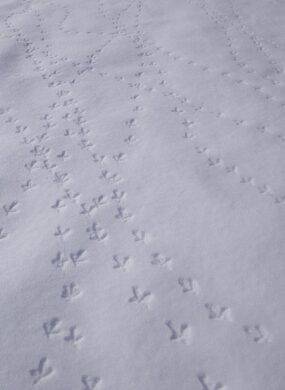 Empreinte oiseaux Pra Loup Ubaye Mercantour