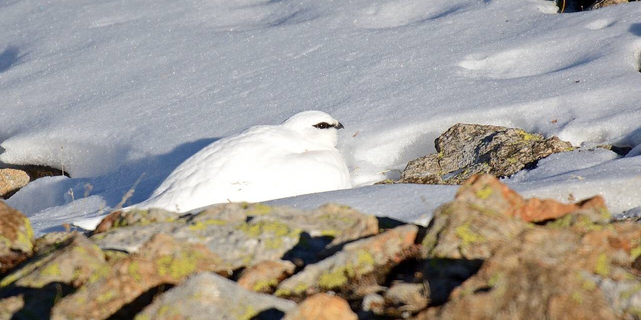Lagopède Hiver Pra Loup, Ubaye, Mercantour