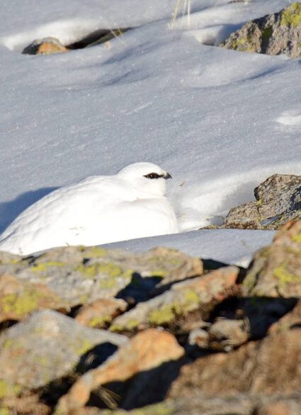 Lagopède Hiver Pra Loup, Ubaye, Mercantour