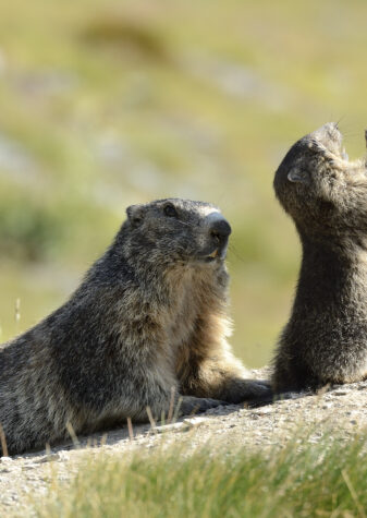 Marmottes Mercantour