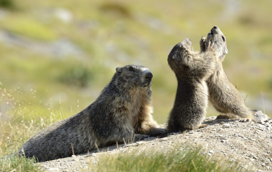 Marmottes Mercantour