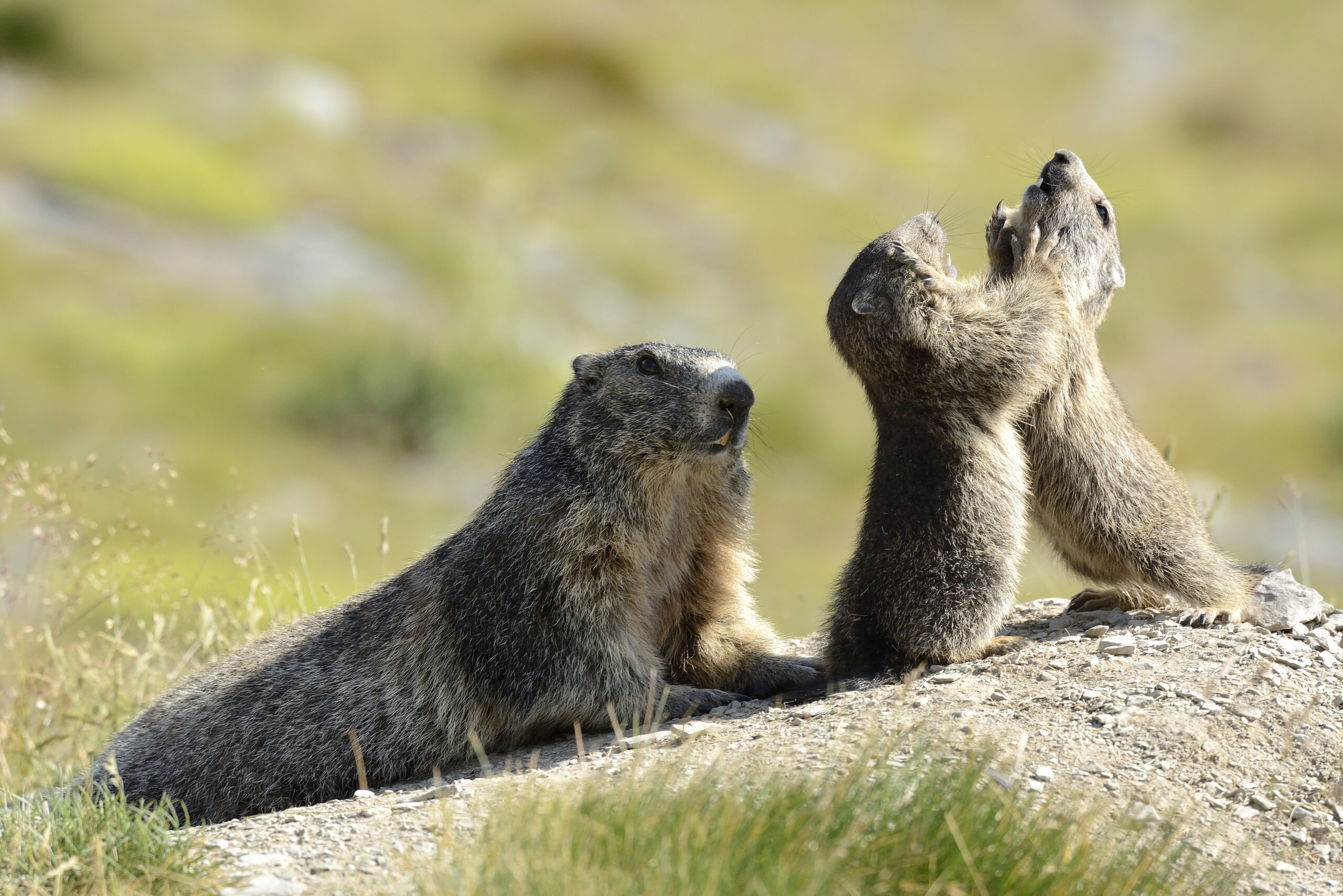 Marmottes Mercantour