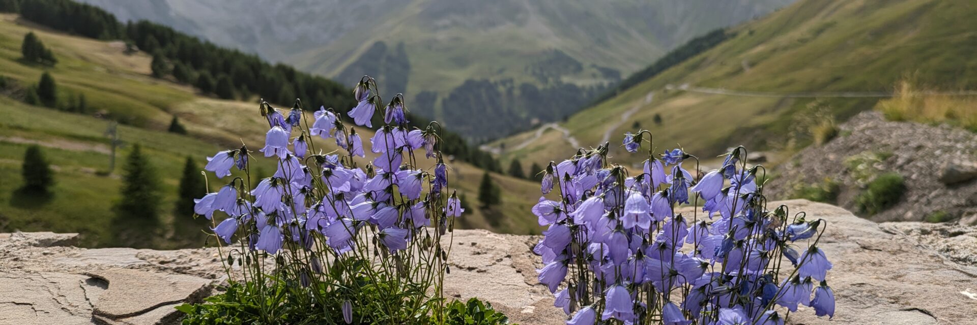 Fleurs de montagne Pra Loup Ubaye Mercantour