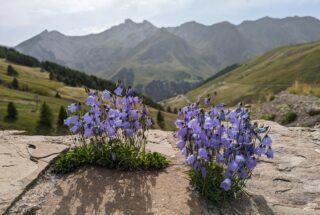 Fleurs de montagne Pra Loup Ubaye Mercantour