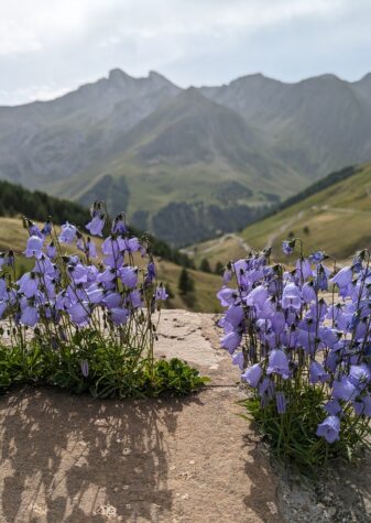 Fleurs de montagne Pra Loup Ubaye Mercantour