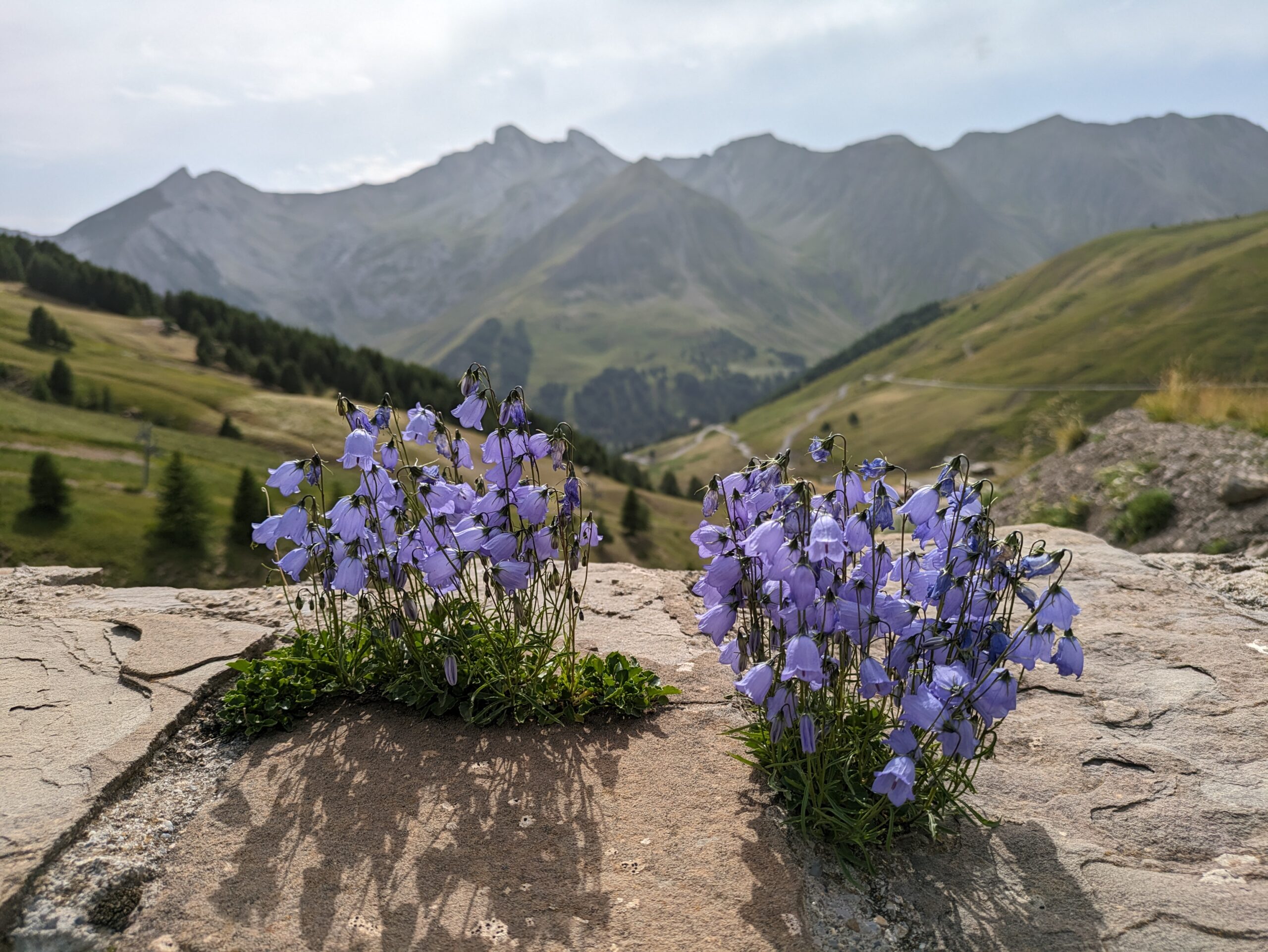 Fleurs de montagne Pra Loup Ubaye Mercantour