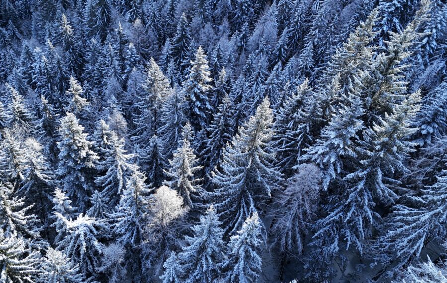 Pra Loup Neige Forêt Ubaye Mercantour